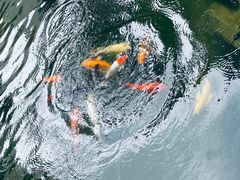 -园林格兰云天大酒店-太极名厨中餐厅