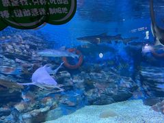 -烟台海昌鲸鲨海洋公园