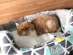 -爱侣宠医·鹦鹉专科·小型哺乳类·异宠专科(灵石路店)