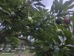 -绿光森林餐厅