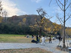 -千年银杏谷文化旅游区