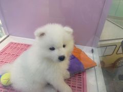 -龟与熊猫宠物公园(南坪店)