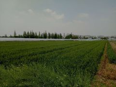 -小鱼草莓采摘园农家乐·小鱼餐厅