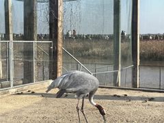 -盐城丹顶鹤湿地生态旅游区