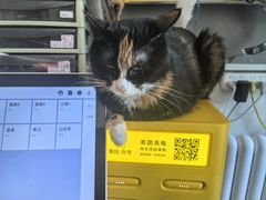 -平行世界·猫咖(首经贸店)