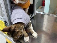 -中农大我爱我爱动物医院·核磁CT·猫病·24小时夜诊中心(石佛营店)
