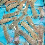 喜欢吃海鲜的宝子们绝对不能错过的一家超赞的海鲜大排档