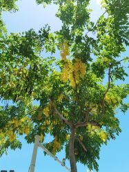 -厦门市儿童医院