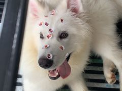 -PETKIT 小佩宠物·低压洗护·美容·寄养(安远店)