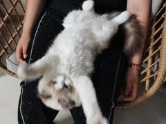 -翊宠yipet猫狗购宠庄园犬舍•猫舍