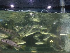 -全乐鱼馆·淳牌有机鱼直营店