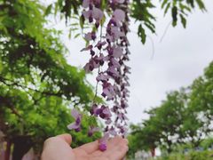 -嘉定紫藤园