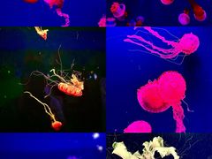 -西安曲江海洋极地公园