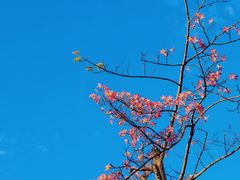 -深圳湾公园(南山区)