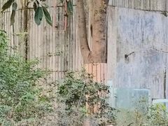 -成都大熊猫繁育研究基地