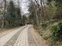 -紫金山山顶公园
