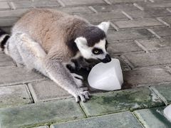 -常州淹城野生动物世界