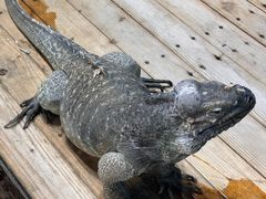 -石家庄市动物园