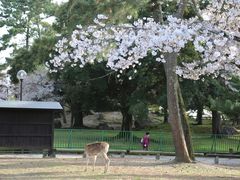 -奈良公园