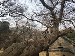 -青岛崂山太清宫