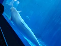 -多彩贵州城极地海洋世界