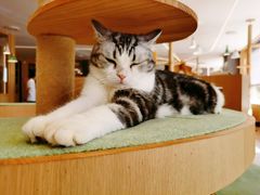 -CAT’S MEWSTAR CAFE·喵星球猫屋(晴湾咖啡店)