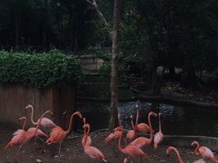 -清迈夜间动物园