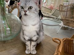 -共舞时光猫咖·狗咖(新街口店)