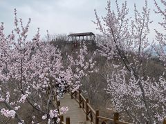 -大岭沟猕猴桃谷风景区