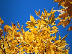 -三里屯东五街银杏大道