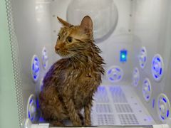 -爱洗澡的猫(望京店)