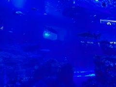 -迪拜水族馆及水下动物园
