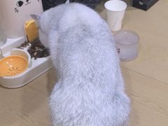 -猫十亿·布偶金渐层·曼基康矮脚猫舍(青年路店)