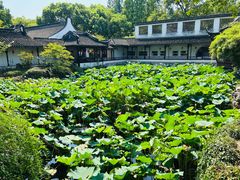-上海醉白池公园