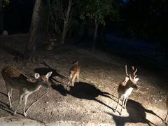 -清迈夜间动物园