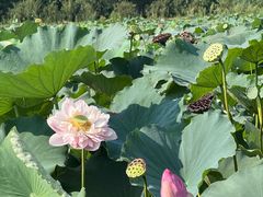 -渌洋湖湿地公园