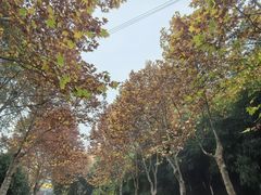 -龙头寺公园