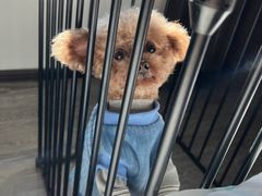 -瑞派福兴宠物医院犬猫全科·骨科·中西医结合(河东店)