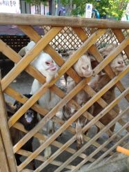 -萌宠亲子动物乐园(槐房万达店)