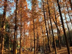 -白水寺森林公园