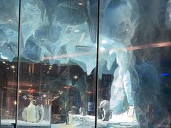 -帝企鹅自助餐厅•儿童岛•真企鹅(长隆企鹅酒店)