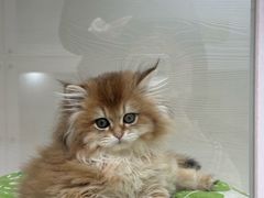 -青奢宠物·青奢猫舍