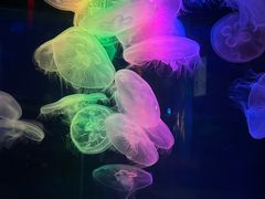 -太平洋海底世界