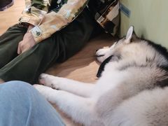 -Husky Go! 哈士奇体验馆·宠物咖啡厅狗咖