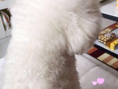 -中农大我爱我爱24h动物医院·中医针灸·猫专科·骨科医疗中心(双井店)