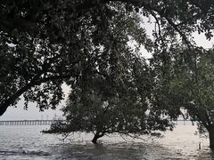 -宝安西湾红树林湿地公园