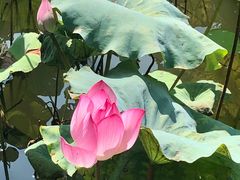 -揭东万竹园旅游景区