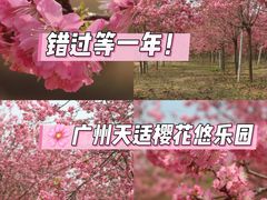 -天适樱花悠乐园
