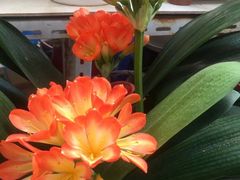 -金陵花卉交易市场