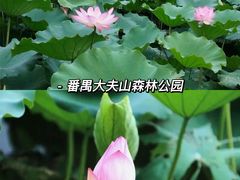 -大湾区中央湿地公园